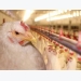 10 tips for feeding poultry raised without antibiotics