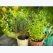 7 Perennial Herbs to Plant Now