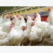 7 keys to antibiotic-free poultry production