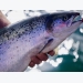 Functional feeds, biomarkers to play major role in Scottish salmon gill health project
