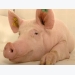There is so much more to know about sows