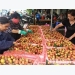 Lychee farming hubs to enter main crop