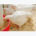 Controlling poultry gut health for maximum performance