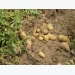 Kỹ thuật trồng và chăm sóc cây khoai tây (Kỳ 2)