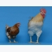 Gene expression tied to dimorphism in chickens