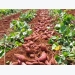 Taking your sweet potatoes through to maturity