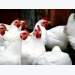 Inclusion of DDGS  in poultry diets