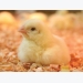 Life without antibiotics in poultry production