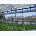 A Hydroponic Rooftop Farm Grows in the Bronx