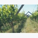 Biological wine farmer achieves twice regional average yield
