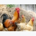 Chicken immune genes could help breeders reduce viral infections