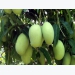 An Giang mangoes to gain entry into US market