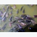 Minty feed may boost tilapia survival during disease challenge