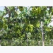 Ninh Thuan to link grape growing to sustainable practices