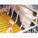 Phòng chống dịch tả lợn Châu Phi: Cảnh giác cao độ mùa mưa