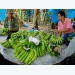 Banana to become Laos’ major agricultural export