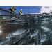 Tảo độc giết chết hàng triệu cá hồi tại Na Uy