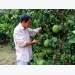 Tiền Giang Province finds fruit farming profitable, plans expansion