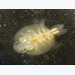 Fish disease - Fish lice