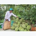 Tien Giang’s fruits benefit from promotion efforts
