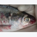 Fish disease - Eye lesions