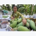 China remains crucial as Vietnam expands fruit exports