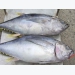 Xuất khẩu cá ngừ vẫn ở mức thấp