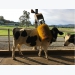 Robot chăn nuôi bò sữa kiểu Úc