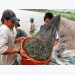 Kiên Giang: Disease outbreak on shrimp farms