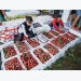 Bac Giang prepares plans to sell Luc Ngan lychees