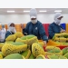 Exports of mango, guava and mangosteen to Russia soar