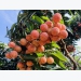 San Diu ethnic farmer grows the most expensive litchis in Vietnam