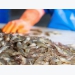 Shrimp export to Australia rose significantly
