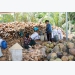 Mỏ Cày Nam xây dựng vùng sản xuất dừa hữu cơ tập trung