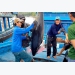 Cá ngừ Việt Nam đứng tốp đầu thế giới