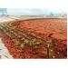 Trồng 300 mét vuông cây thanh long và dứa cayenne trên đất bùn đỏ