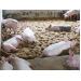 Tầm quan trọng việc sát trùng chuồng trại chăn nuôi và chống nóng cho vật nuôi - Phần 1