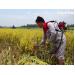 Khám phá máy cắt lúa vùng đồng trũng nâng cao gấp 10 lần năng suất