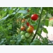 Measures Against Downy Mildew On Tomatoes