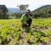 Mô hình rau hữu cơ '5 không' đầu tiên ở Khánh Hòa
