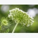 How to Grow Queen Anne's Lace