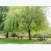 How to Grow Weeping Willow Trees
