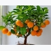 How to Grow Tangerine from Seed in Domestic Conditions?