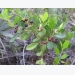 How to Grow Inkberry (Evergreen Winterberry)