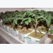 Seedlings Of Tomatoes Are Drained. How Do You Stop This?