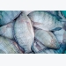 Nonprofit will develop and disseminate disease-resistant tilapia