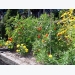 How Professional Gardeners Transplant Tomatoes And Peppers! Read Their Method!