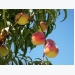 Common Diseases of Peach Trees