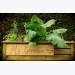 How to Make a Raised Bed Vegetable Garden