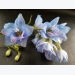 How to Grow Larkspur Flowers